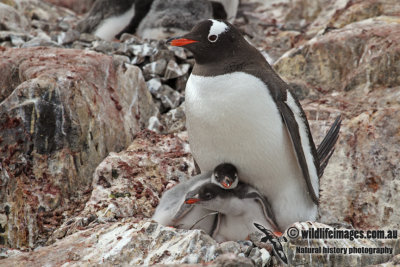Gentoo Penguin a2099.jpg