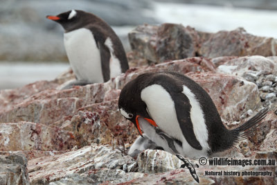 Gentoo Penguin a2105.jpg