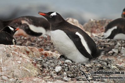 Gentoo Penguin a2584.jpg