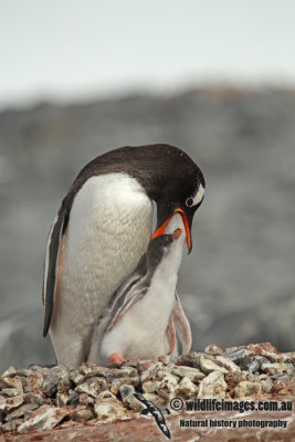 Gentoo Penguin a4429.jpg
