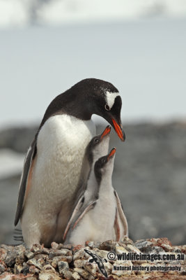 Gentoo Penguin a4449.jpg