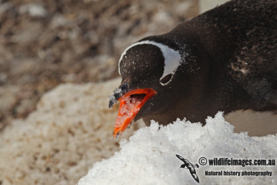 Gentoo Penguin a4538.jpg