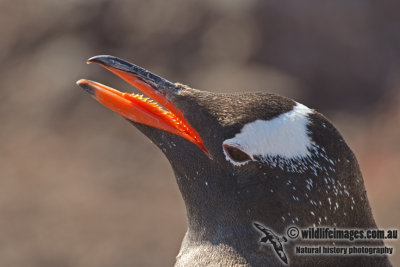 Gentoo Penguin a4648.jpg