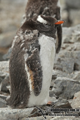 Gentoo Penguin a5728.jpg