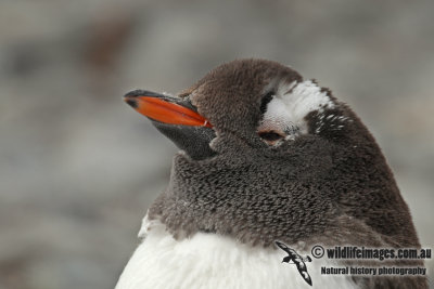 Gentoo Penguin a5730.jpg