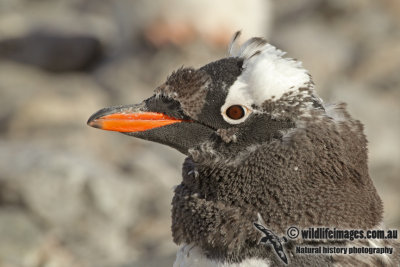 Gentoo Penguin a6916.jpg