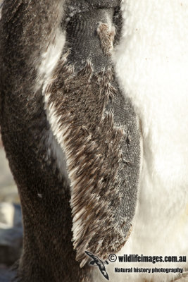 Gentoo Penguin a6957.jpg