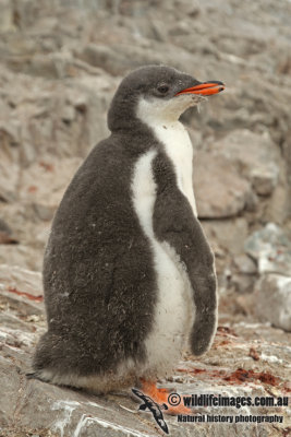 Gentoo Penguin a7000.jpg