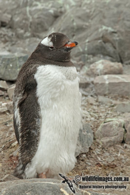 Gentoo Penguin a7039.jpg