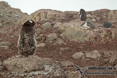 Gentoo Penguin a9904.jpg