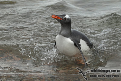 Gentoo Penguin a9956.jpg