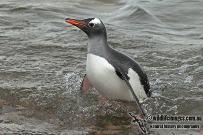 Gentoo Penguin a9958.jpg