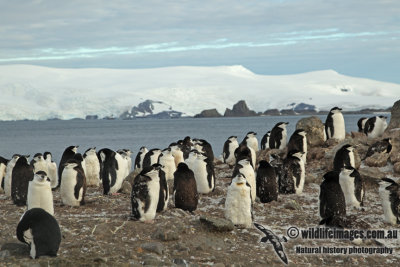 Chinstrap Penguin a0730.jpg