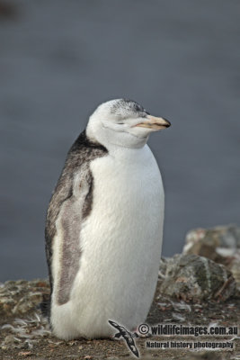 Chinstrap Penguin a0752.jpg