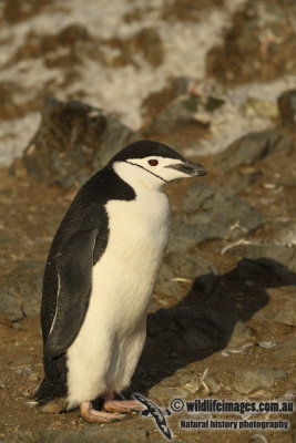 Chinstrap Penguin a0808.jpg
