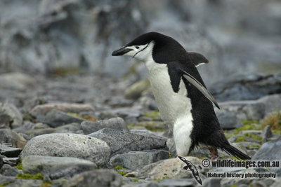 Chinstrap Penguin a3627.jpg