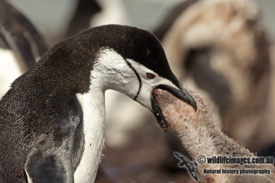 Chinstrap Penguin a5050.jpg
