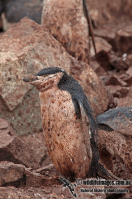 Chinstrap Penguin a7937.jpg