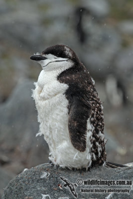 Chinstrap Penguin a7944.jpg