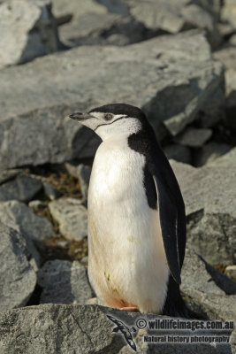 Chinstrap Penguin a8334.jpg