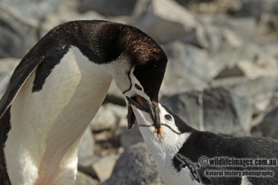 Chinstrap Penguin a8379.jpg