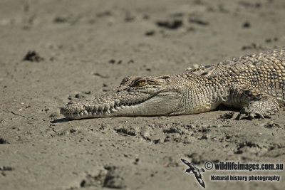 Crocodylus porosus a1179.jpg