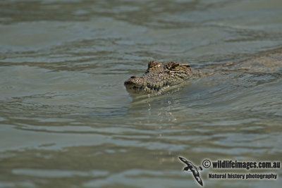 Crocodylus porosus a1186.jpg