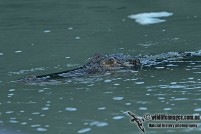 Crocodylus porosus a1263.jpg