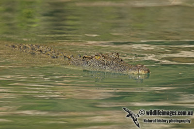 Crocodylus porosus a3725.jpg