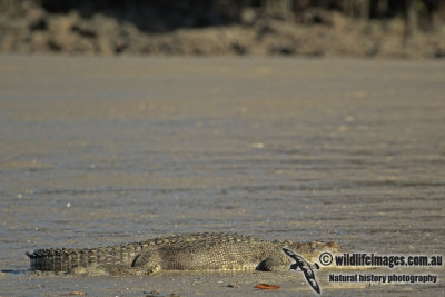 Crocodylus porosus a3777.jpg
