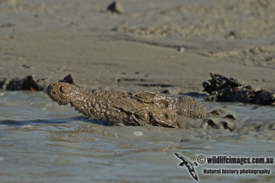 Crocodylus porosus a3911.jpg