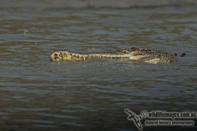 Crocodylus porosus a3964.jpg