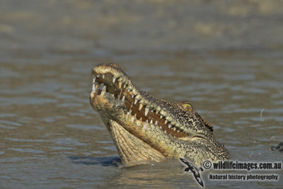 Crocodylus porosus a3971.jpg
