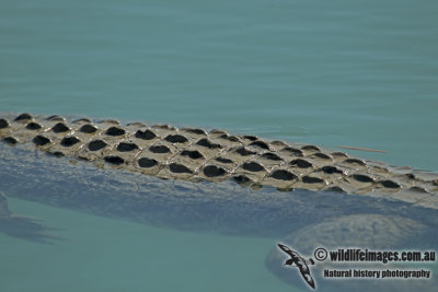 Crocodylus porosus a4105.jpg