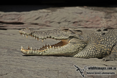 Crocodylus porosus a4253.jpg