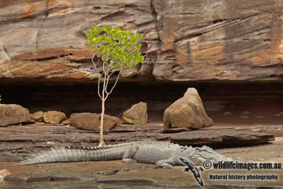 Crocodylus porosus a5128.jpg