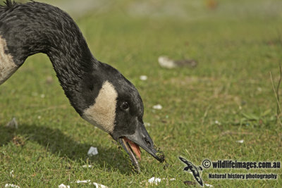 Canada Goose a7674.jpg