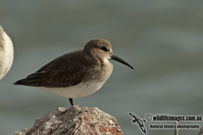 Dunlin a0543.jpg