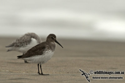 Dunlin a9275.jpg