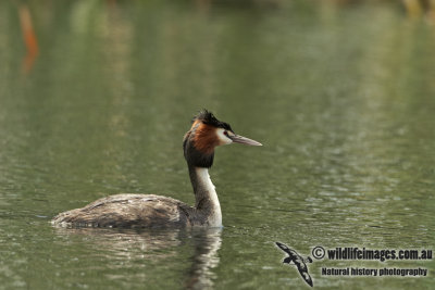 Great-crested Grebe a1016.jpg