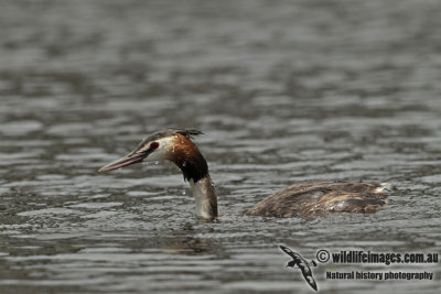 Great-crested Grebe a1031.jpg