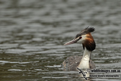 Great-crested Grebe a1035.jpg