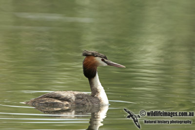 Great-crested Grebe a1043.jpg