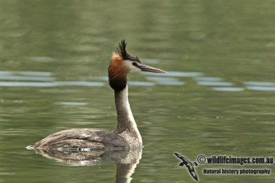 Great-crested Grebe a1050.jpg