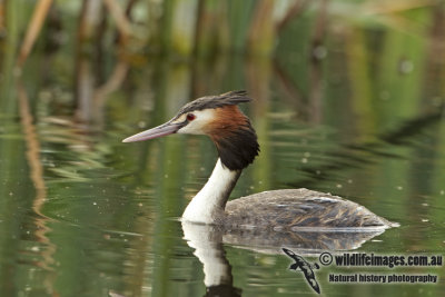 Great-crested Grebe a1143.jpg