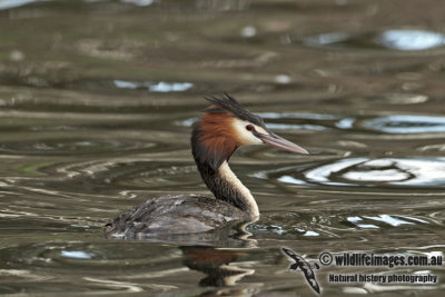 Great-crested Grebe a1364.jpg