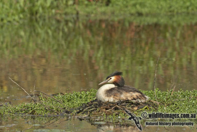 Great-crested Grebe a1372.jpg