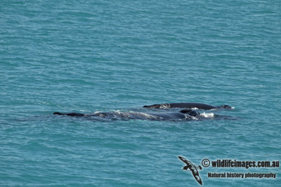 Humpback Whale a4537.jpg