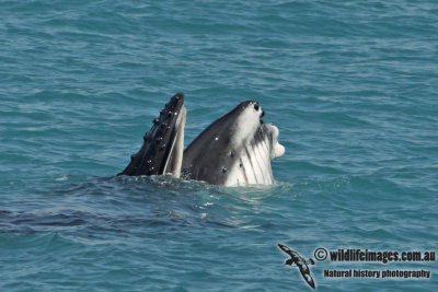 Humpback Whale a4542.jpg