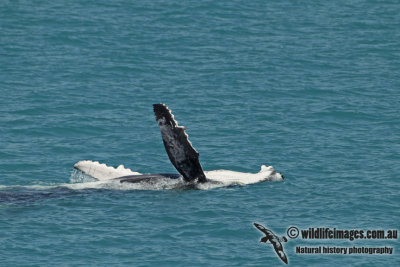 Humpback Whale a4568.jpg